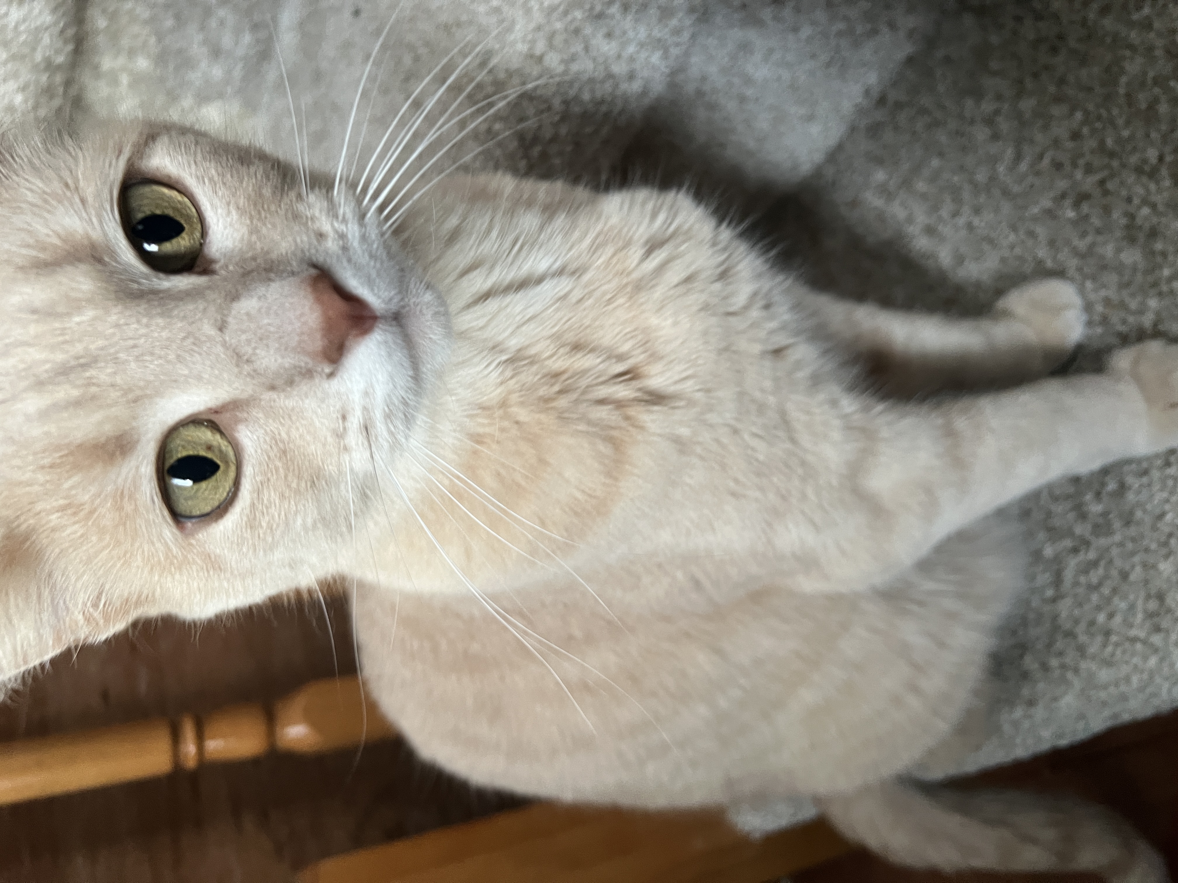 Emilee's blonde cat Keke